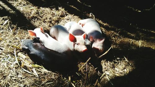 High angle view of cat lying down on grass