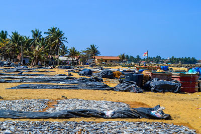 Palm trees and fish market on beach against clear blue sky