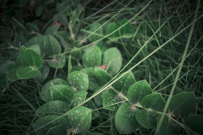 Close-up of fresh green plant