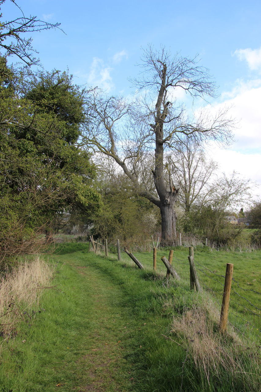 TREES GROWING ON FIELD