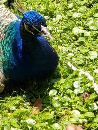 Close-up of a peacock