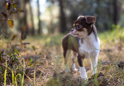 Portrait of dog on field