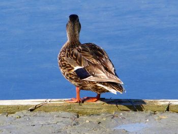 Bird perching on wall