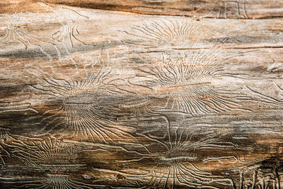 Full frame shot of wood