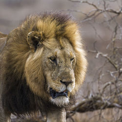 Close-up of lion walking in forest