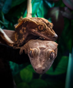 Close-up of frog