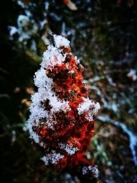 Close-up of snow on tree