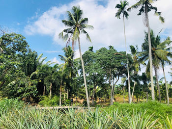 Palm trees on field against sky