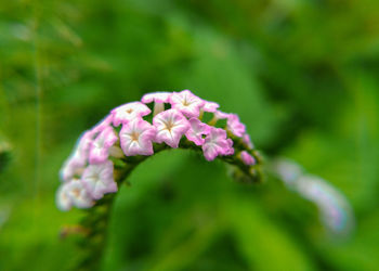 Close-up of purple flowering plant