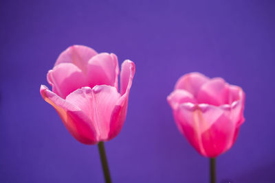 Close-up of pink tulips against blue background