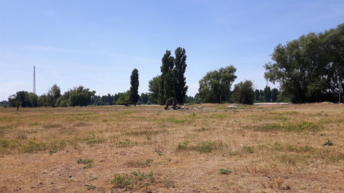 View of trees on field against sky