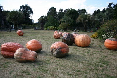 View of pumpkins on field