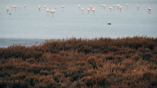 Birds flying over lake against sky