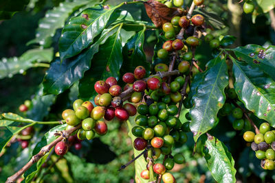 Close-up of berries growing on tree