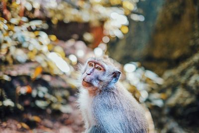 Close-up of monkey in forest
