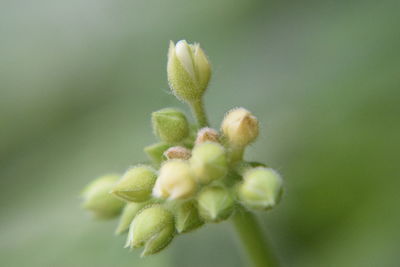 Close-up of fresh white flower buds