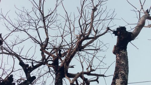 Low angle view of bare tree against sky