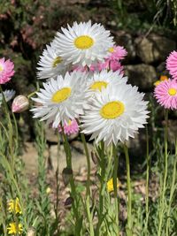 Close-up of white flowering plants in field