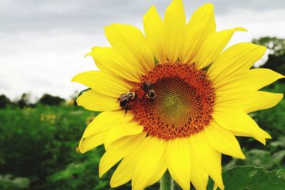 Close-up of bee on sunflower