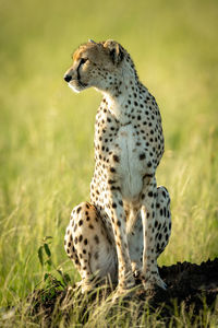 Female cheetah on termite mound sits staring