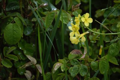 Close-up of flowering plant