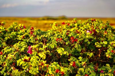 Close-up of yellow flowering plants on field