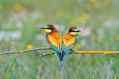 Close-up of bird perching on plant