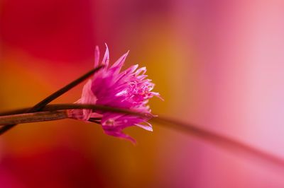 Close-up of pink flower