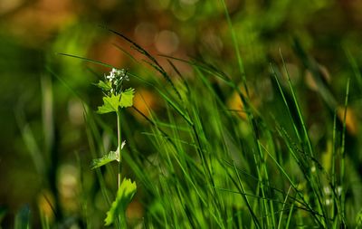 Close-up of grass growing on field