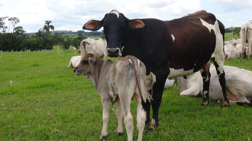 Cows grazing on grassy field