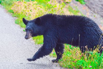 Black cat standing on footpath