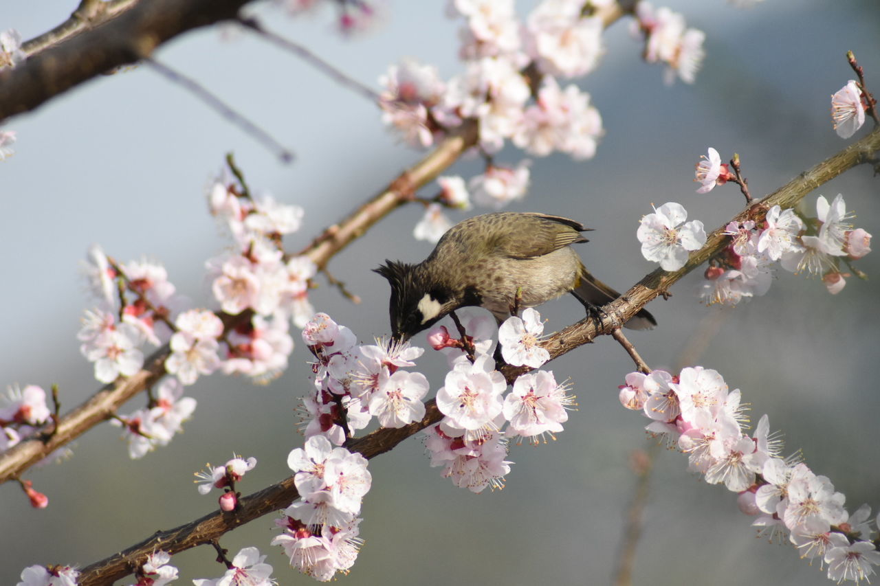 PINK CHERRY BLOSSOMS