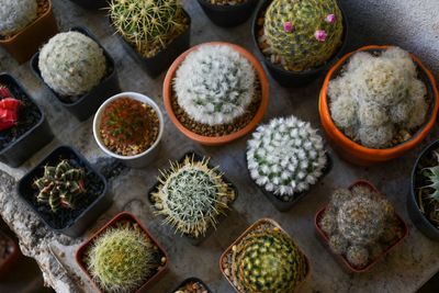 High angle view of potted plants