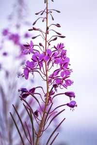 Close-up of pink flowering plant against sky