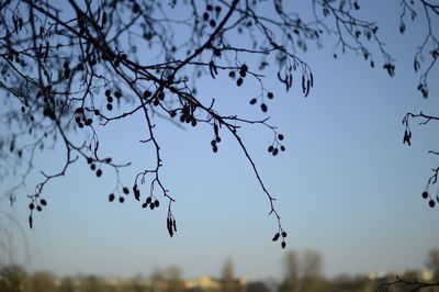 Branches against sky