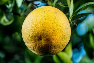 Close-up of lemon growing on tree