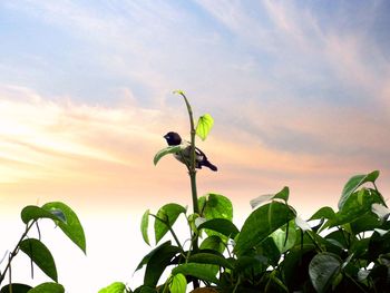 Close-up of plant against sky