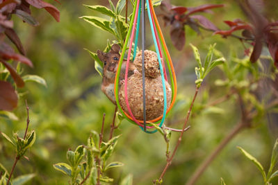 Close-up of crab hanging on plant