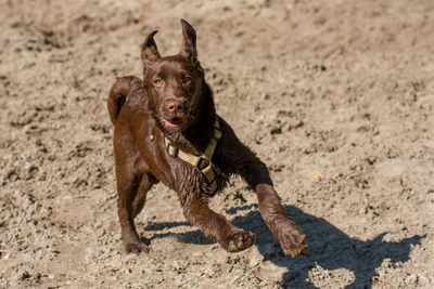 Dog playing on sand at beach