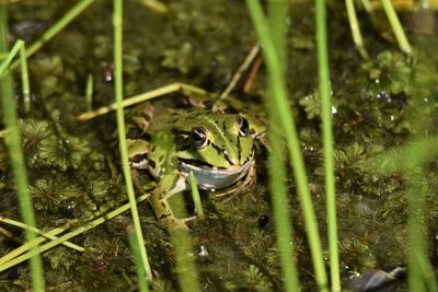 Close-up of frog in pond