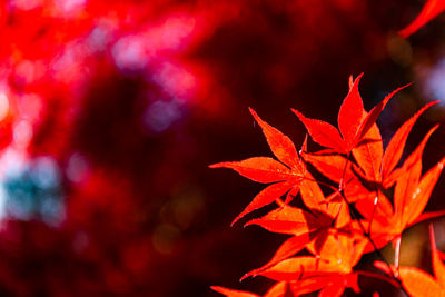 Close-up colorful fall foliage in sunny day. beautiful autumn landscape background