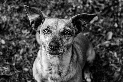 Portrait of a dog