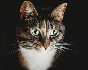 Close-up portrait of a cat