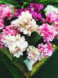 Close-up of pink flowers