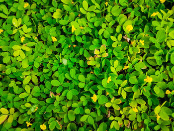 Full frame shot of leaves