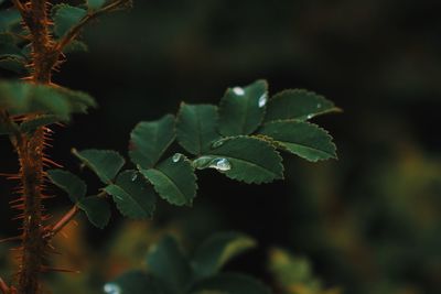 Close-up of fresh green leaves on plant