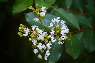 Close-up of white flowers