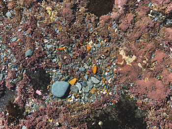 High angle view of pebbles on shore