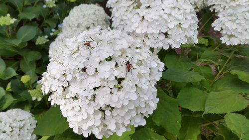 Close-up of white hydrangea blooming outdoors