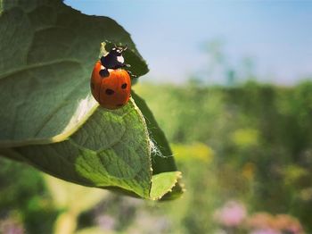 Close-up of ladybug on leaf